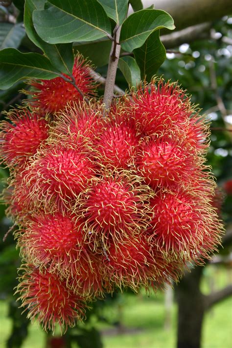 Rambutan Consumer Info - HLB Tropical