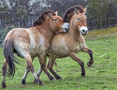 Definitive Guide To Przewalski's Horse Facts, Habitat, Conservation ...