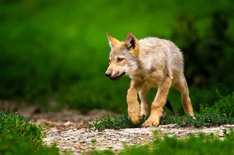 Baby Wolf Puppy Wallpapers - Wolf Background Images