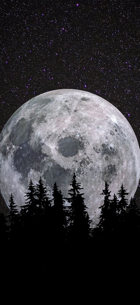 Full moon Wallpaper 4K, Forest, Night, Dark, Starry sky