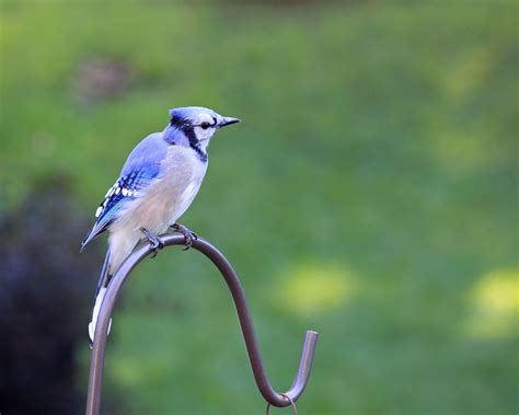 Blue Jay Feeding - FeederWatch