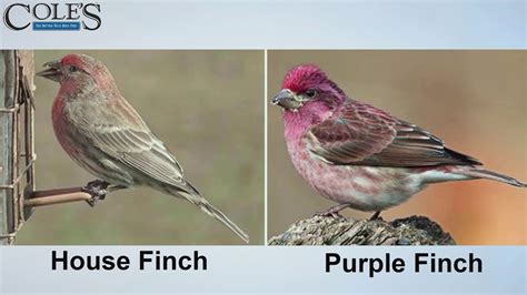 Female House Finch Bird