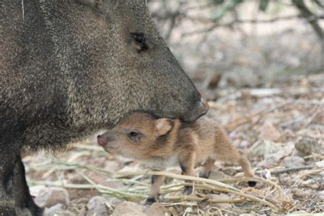 Tucson Daily Photo ~: Tucson's adorable "Reds" ~ baby javelina!!