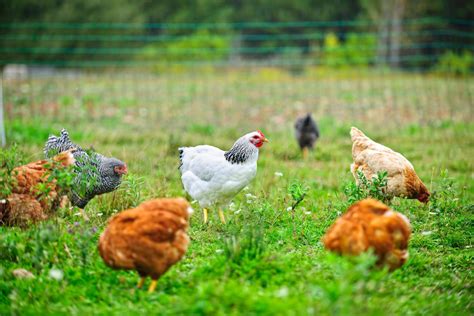 Sustainable Chicken Farming | Freedom Ranger Hatcheries Blog