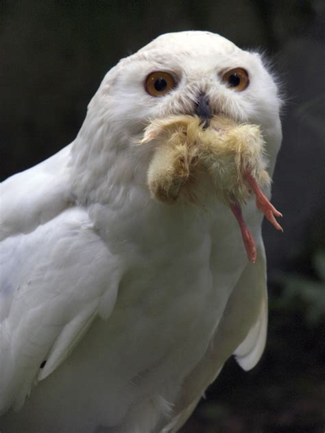 Barn Owl With Prey Free Stock Photo - Public Domain Pictures