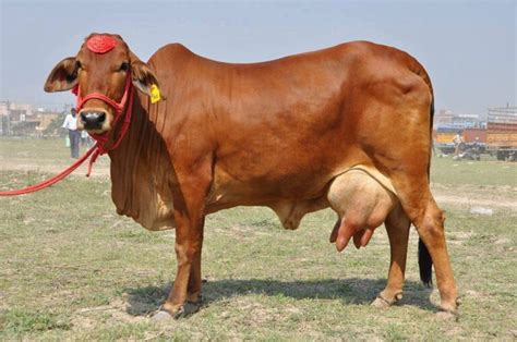 Discovering the Unique Characteristics of Indian Cow Breeds - Nili Ravi