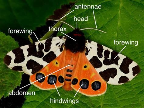 Moth Anatomy | Wildlife Insight