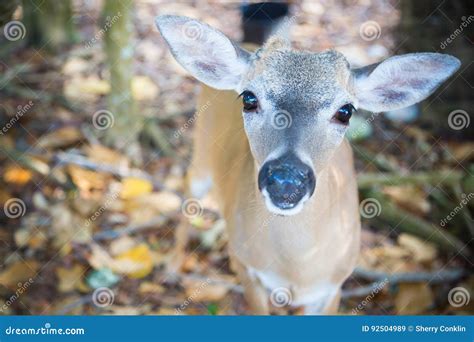 National Key Deer Refuge Key Deer, Big Pine Key, Florida Keys, Stock Image - Image of closeup ...