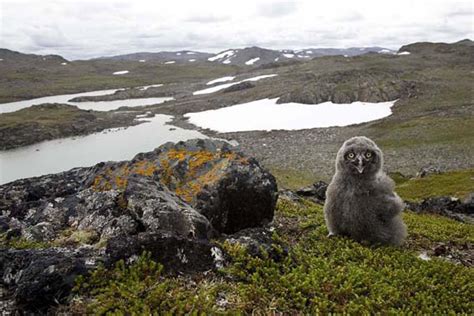 Norsk Ornitologisk Forening - Satellite tracking of Norwegian Snowy Owls