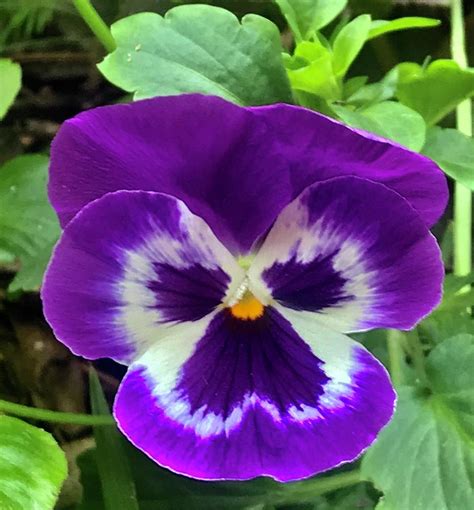 Purple tricolor pansy flower. Cutie Photograph by Sofia Goldberg - Fine Art America