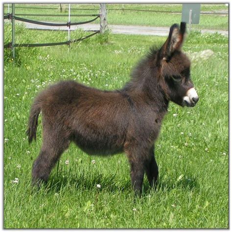 Miniature Farm Animals: Pygmy Goats, Micro Pigs, and More - PetHelpful