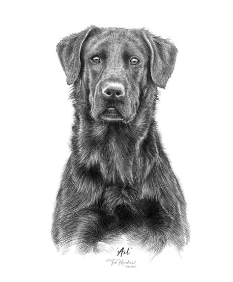 Pencil Drawings Of Labradors