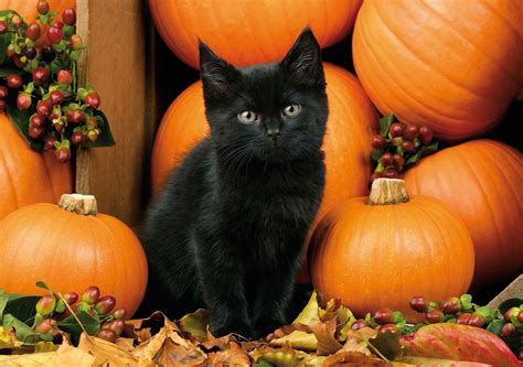 Cute Black Cat Halloween Wallpapers - Top Free Cute Black Cat Halloween ...