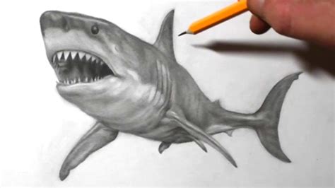 Great White Shark Drawings In Pencil