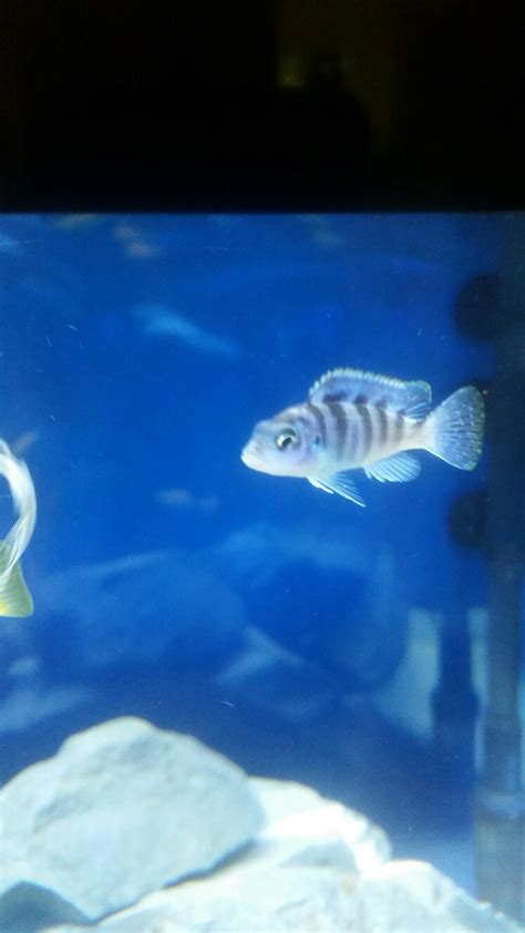 Mbuna IDs | Cichlid Fish Forum