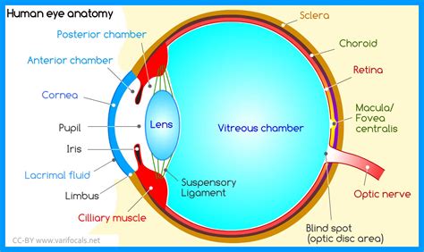 [DIAGRAM] Feline Eye Anatomy Diagram - MYDIAGRAM.ONLINE