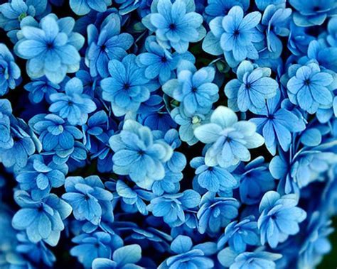 blue flowers - cynthia-selahblue (cynti19) Wallpaper (30569028) - Fanpop