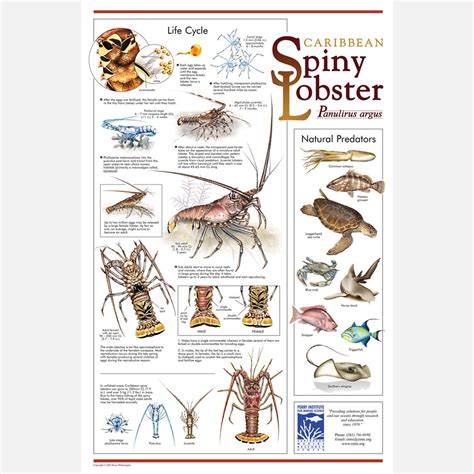 Caribbean Spiny Lobster poster – drawnbydawn