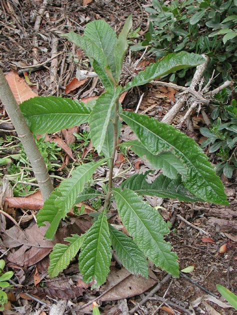 LOQUAT TREES