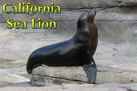 sea lion habitat range The marine mammal center