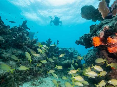 Snorkeling in Biscayne National Park: Explore the Underwater World