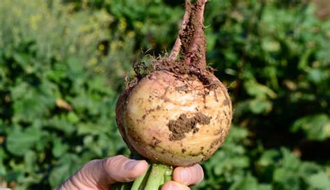 8 Tips to Harvest and Store Radishes [Video] - Hobby Farms