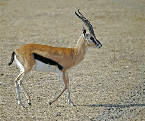 Gazelle Outrun Cheetah in a High-Speed Chase