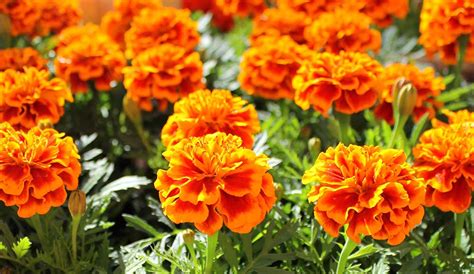 Growing Marigolds: Learn How to Plant and Grow Marigolds | Gilmour