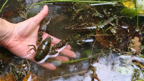 Endangered white-clawed crayfish released at secret Bristol location - BBC News