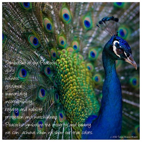 peacock symbolism | Animal reiki, Peacock, Animal spirit guides