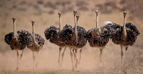 Are Ostriches Dangerous? - A-Z Animals