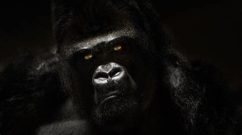 Gorilla wallpaper - spainladeg