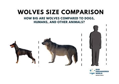 Dire Wolf Size Compared To Grey Wolf