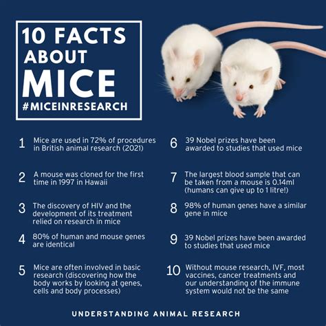 10 Facts Mice (dark version) :: Understanding Animal Research