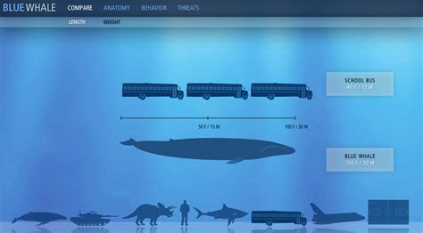 Blue Whale Size Comparison To School Bus