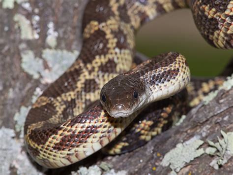 Texas Rat Snake | Alexandria Zoo