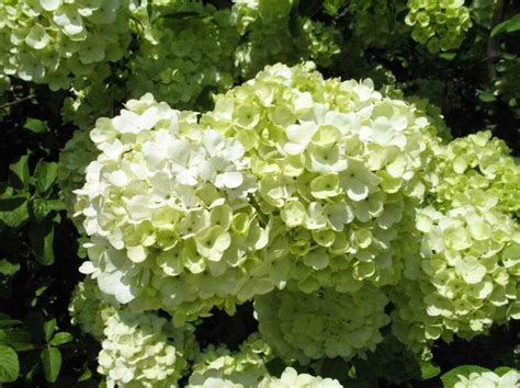 Viburnum macrocephalum | Kiefer Nursery: Trees, Shrubs, Perennials