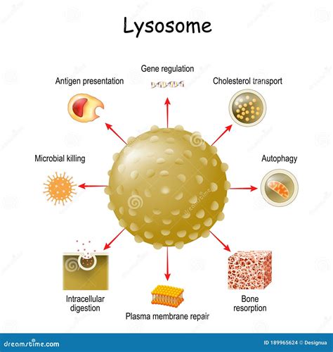 Lysosome Function