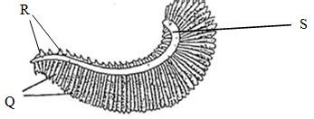 The diagram below shows the structure of a gill of a bony fish. - EasyElimu Questions and Answers