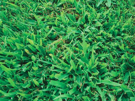 What Is Crabgrass? - Green Giant Home & Commercial