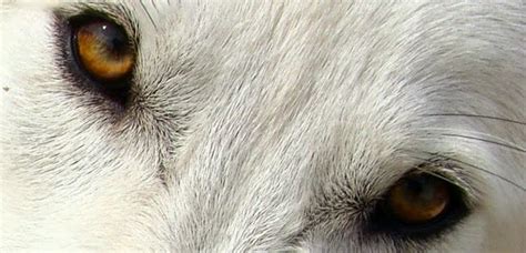 White Wolf : Do wolves use their "Eyes" to talk to each other? (Video)