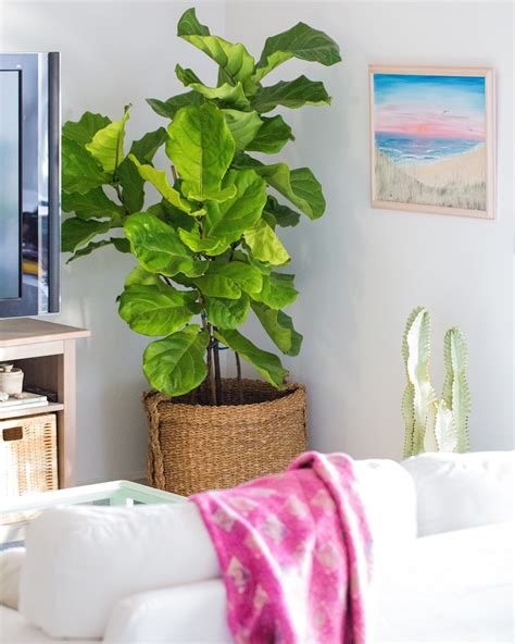 Our Top 6 Picks for Modern, Indoor Houseplants - Dalla Vita