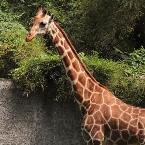 Incredible Collection of Full 4K Giraffe Images - Over 999+ Astonishing Giraffe Pictures