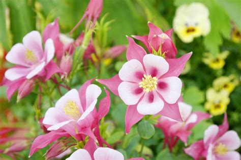 Columbine: How to Grow and Care with Success