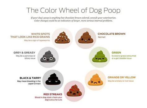 Dog Poop Color Meaning and Health Problem Signs - Puppies Club