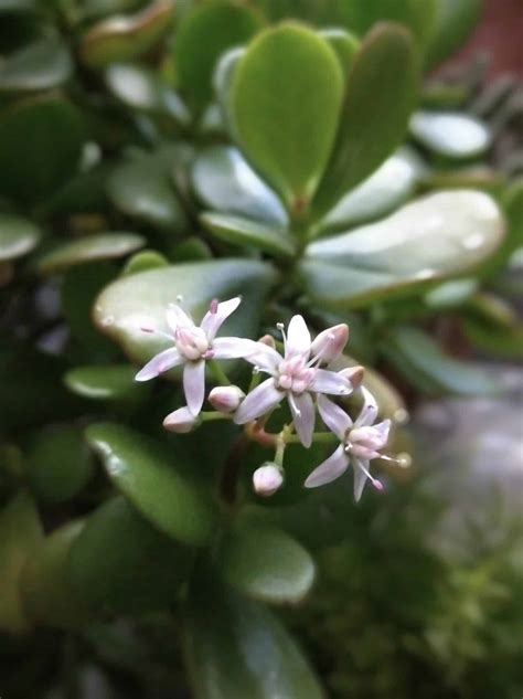 Jade Plant Flower [Beautiful Plant, More Beautiful Flower]