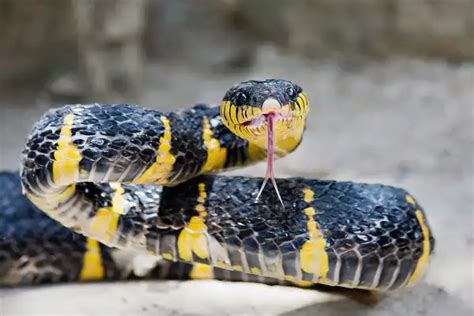 Mangrove Snake - Facts, Size, Diet, Pictures - All Animal Facts