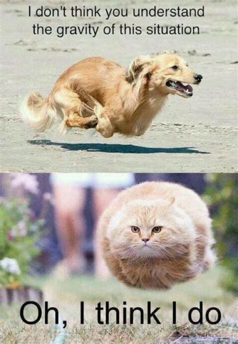 25 Funny Animal Memes To Make You Laugh Till You Drop