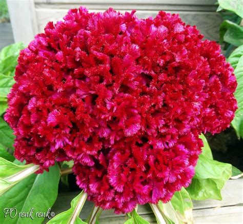 CELOSIA CRISTATA - COCKSCOMB FLOWER - RENK RENK