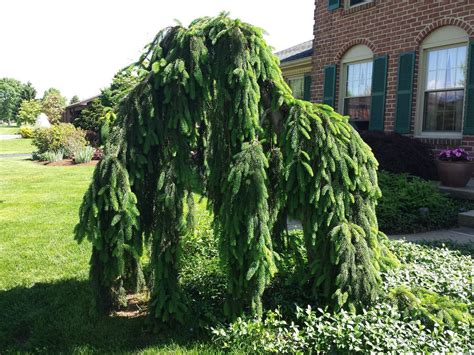 Weeping Norway Spruce Bonsai